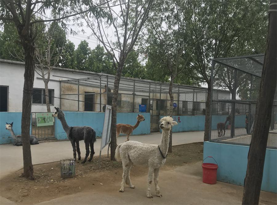 天鵝湖風(fēng)景區(qū)（泰山）速覽！(圖4)
