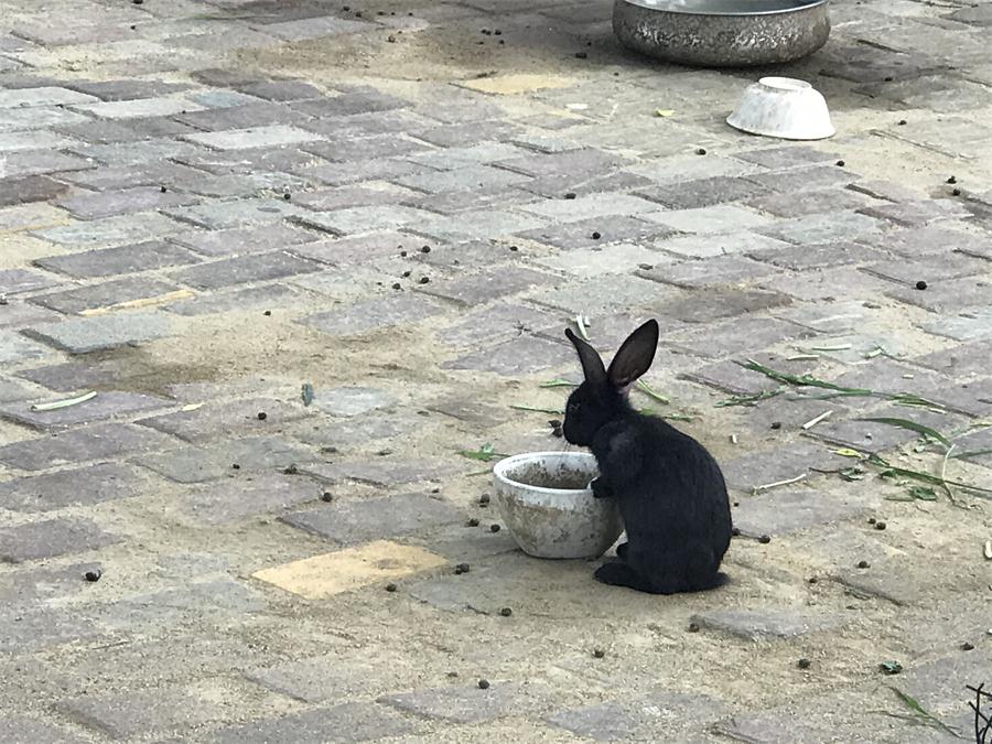 天鵝湖風(fēng)景區(qū)（泰山）速覽！(圖7)