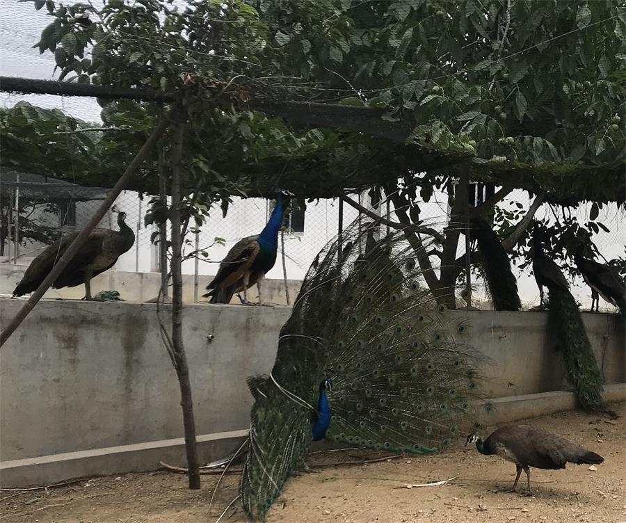 天鵝湖風(fēng)景區(qū)（泰山）速覽！(圖11)