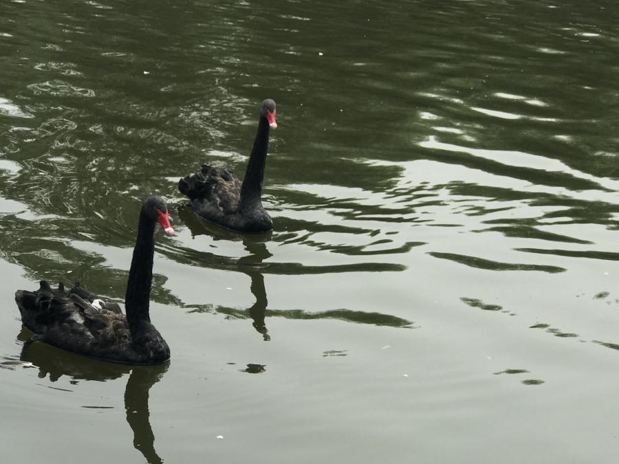 天鵝湖風(fēng)景區(qū)（泰山）速覽！(圖13)