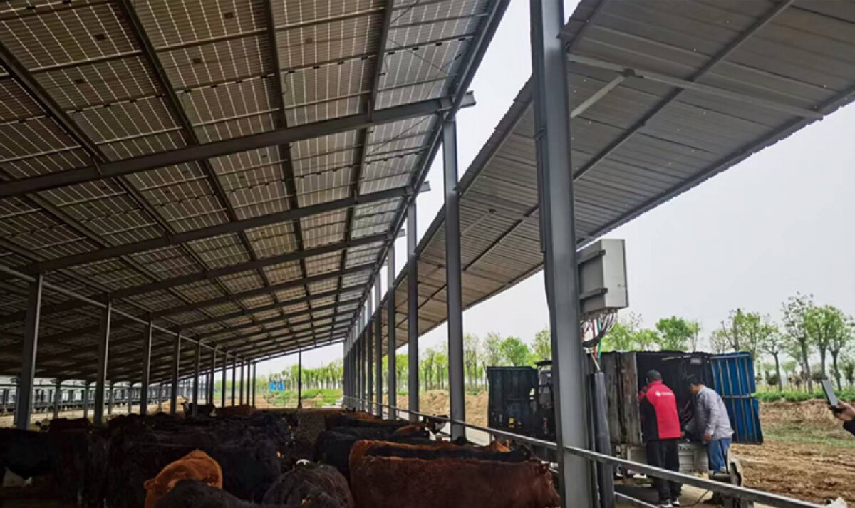 信橋鋼構(gòu)：打卡蒙陰農(nóng)業(yè)溫室大棚、青州黑牛養(yǎng)殖基地！(圖4)