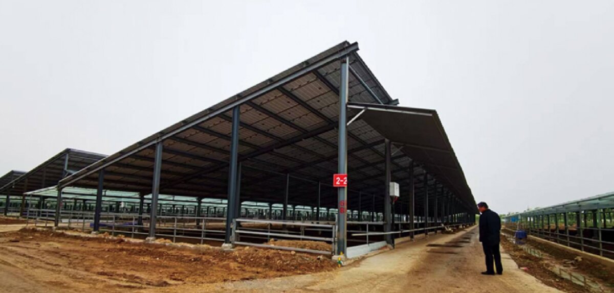 信橋鋼構(gòu)：打卡蒙陰農(nóng)業(yè)溫室大棚、青州黑牛養(yǎng)殖基地！(圖5)